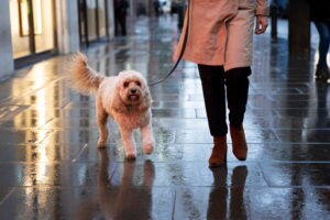 Mejores consejos para pasear al perro cuando llueve