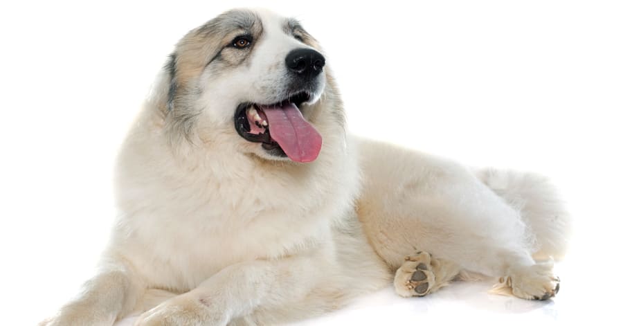 Perro de montaña de los Pirineos, razas que soportan temperaturas frías