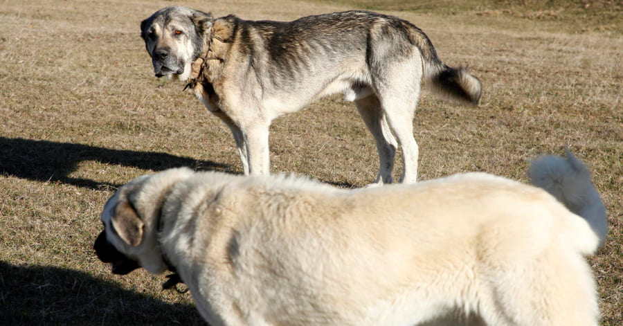 perro pastor de Anatolia - raza que soporta bien el frío