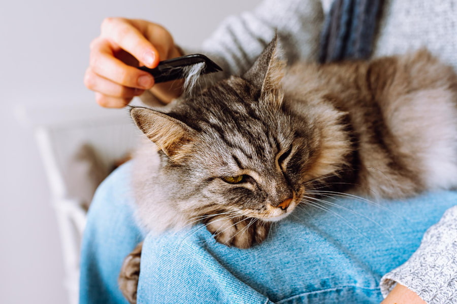 Cómo son los piojos en gatos y cómo eliminarlos