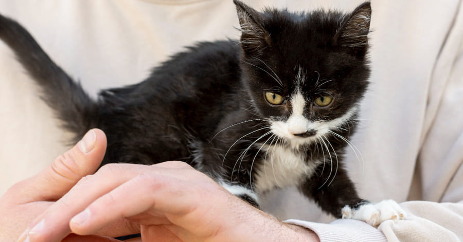 Qué significa cuando un gato amasa