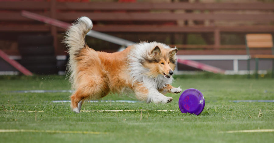 Tipos de enriquecimiento ambiental para perros: ideas, juegos y actividades