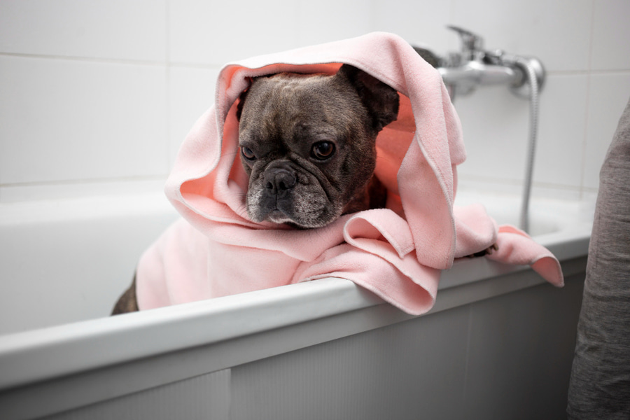 Cómo bañar a tu perro en invierno paso a paso