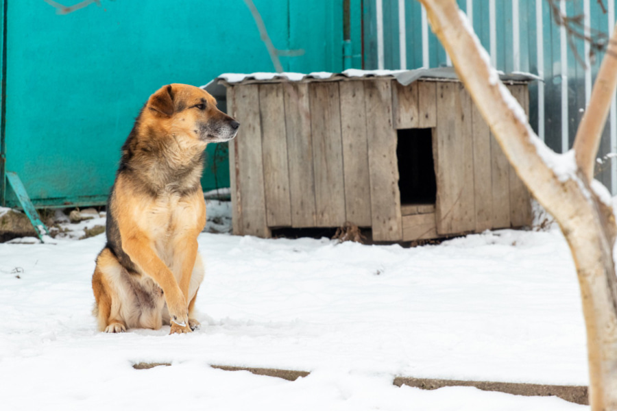 Cómo proteger la caseta del perro del frío