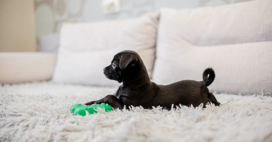 Cómo jugar con un cachorro sin que muerda y cuánto tiempo