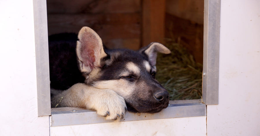 ¿Los perros pueden dormir afuera en invierno?