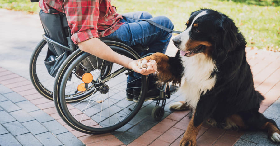 Mejores perros de trabajo