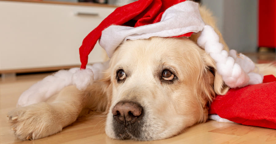 Cómo tranquilizar a tu perro en Navidad y Nochevieja