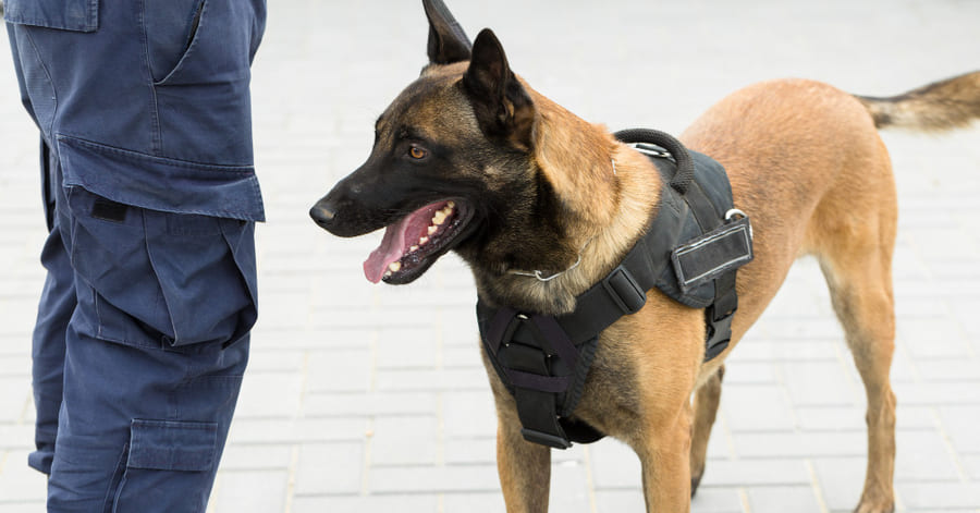 Perros de trabajo policía