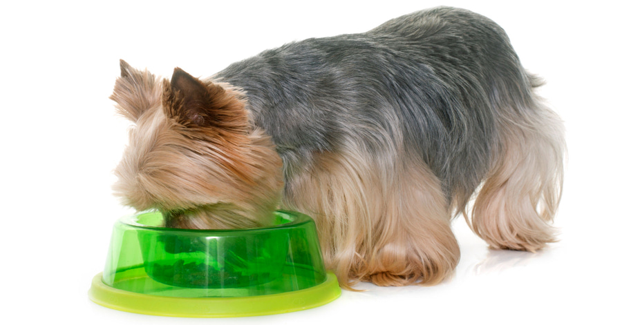 ¿Qué pueden comer los yorkshire terrier? Guía de alimentación