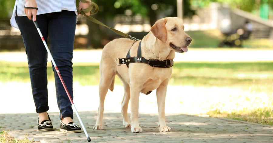 Qué son los perros de trabajo y cuáles son las mejores razas