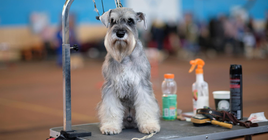 Guia completa sobre el stripping en perros