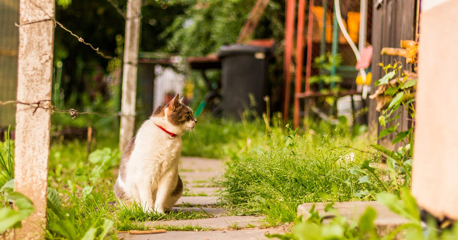 Beneficios y desventajas de dejar salir a un gato al exterior