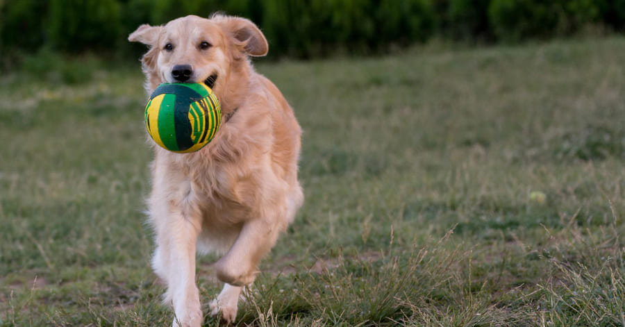 Cómo enseñar a tu perro a jugar a la pelota y hacer que te la traiga