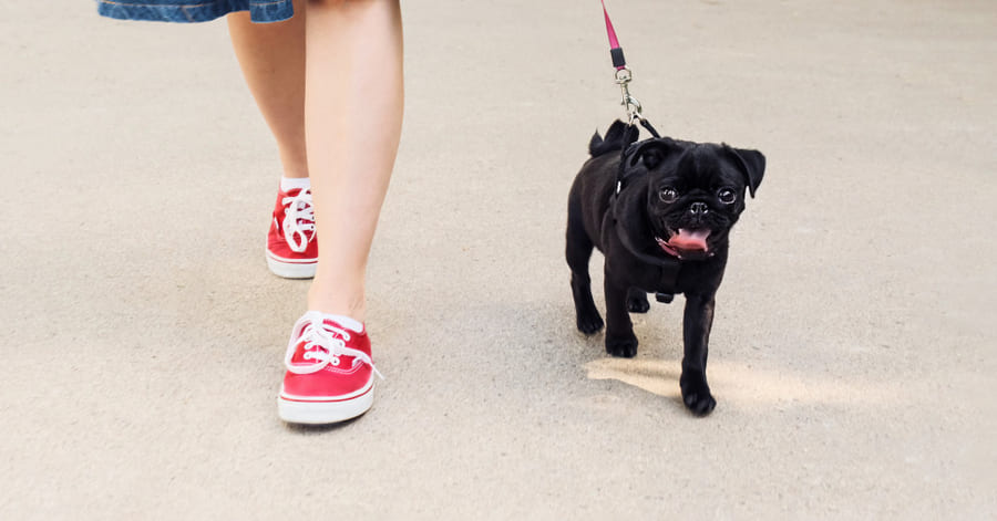 cómo enseñar a un cachorro a pasear con correa