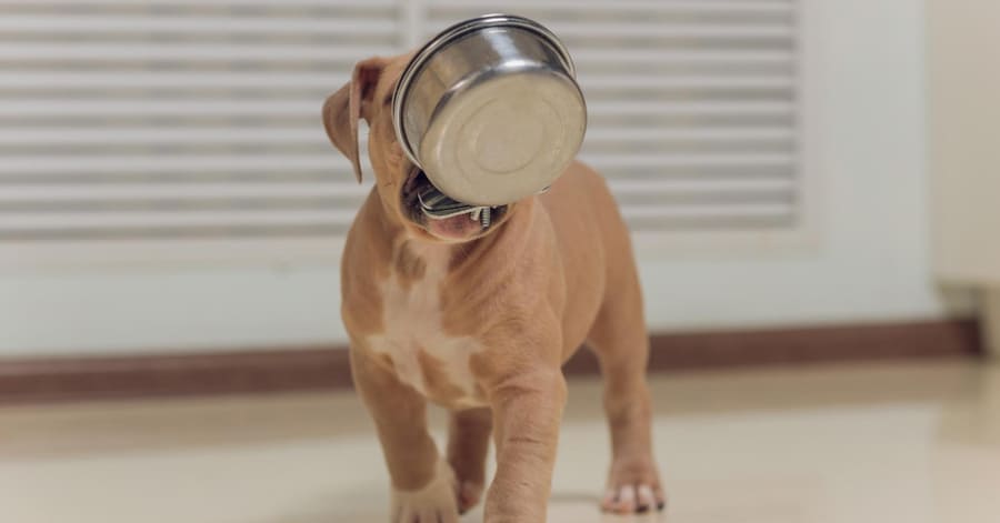 Comparativa de mejor comida húmeda o enlatada para cachorros