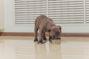 Mejor comida húmeda para cachorros