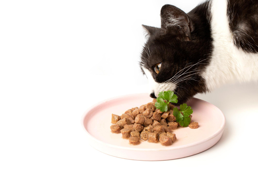 Mejor comida húmeda para gatitos