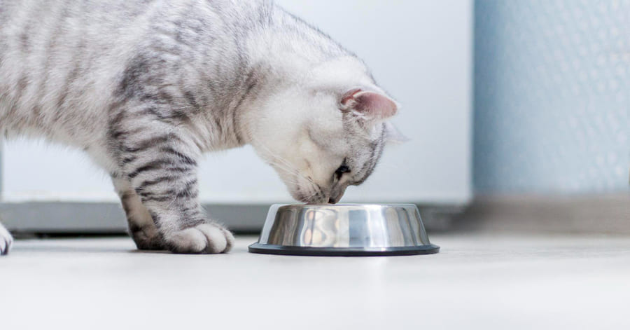 Las mejores opciones de comida húmeda para gatos calidad-precio