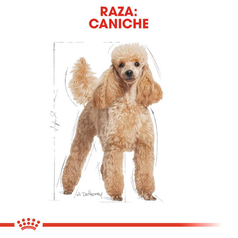 Royal Canin Adult Poodle Paté sobre para perros, , large image number null