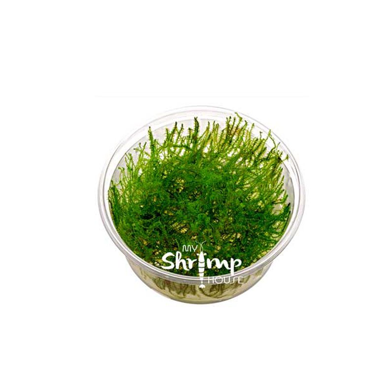 Moss Leptodictyum Riparium Musgo, , large image number null