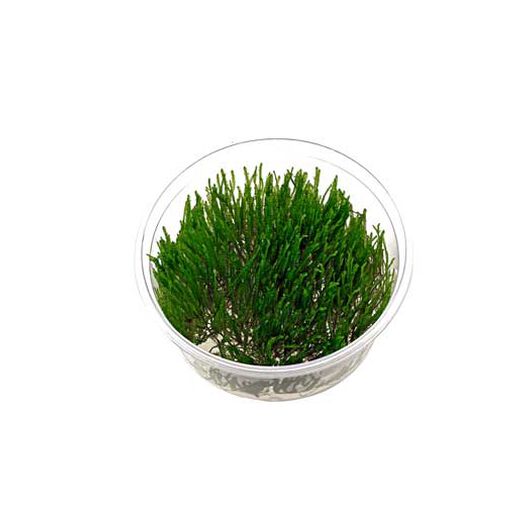 Musgo spiky moss, , large image number null