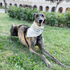 Udog Formentera Bandana para perros, , large image number null