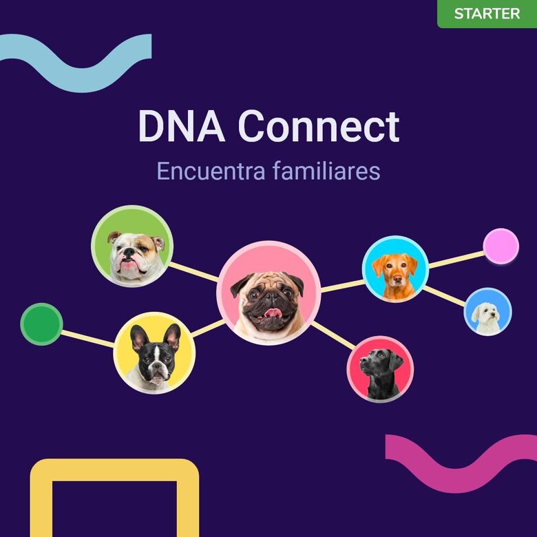 Prueba De ADN Para Perros Starter, , large image number null
