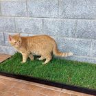 Petground Arenero para gatos Cama de Césped natural Hierba gatera Alfombra olfativa, , large image number null