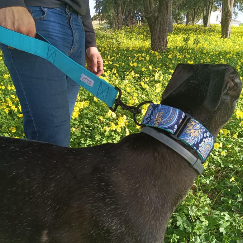 EL GALGUITO VALIENTE Collar Martingale para galgo hecho a mano en España, , large image number null