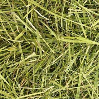 Heno Timothy Readigrass sabor Natural