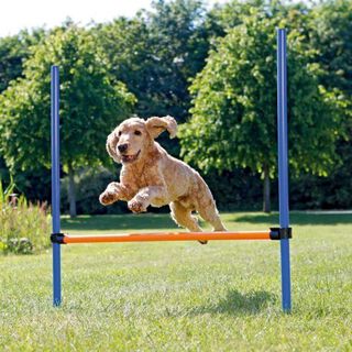 Valla de agilidad para perros color Azul y Naranja