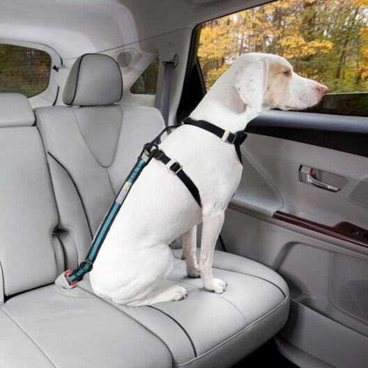 Cómo funcionan los cinturones de seguridad para perros? 