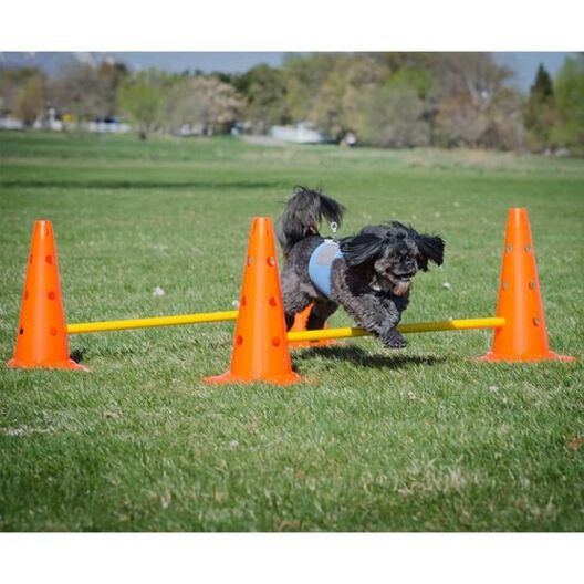 Juego de equipo de agilidad para perros, 28 piezas, kit de entrenamiento de  obstáculos para perros para entrenamiento de mascotas, juegos al aire