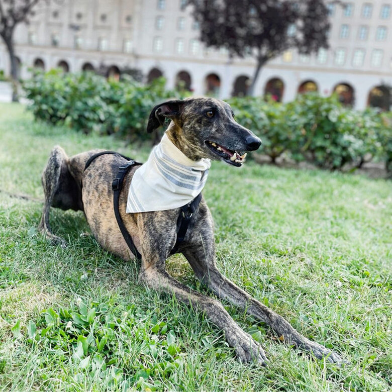 Udog Formentera Bandana para perros, , large image number null