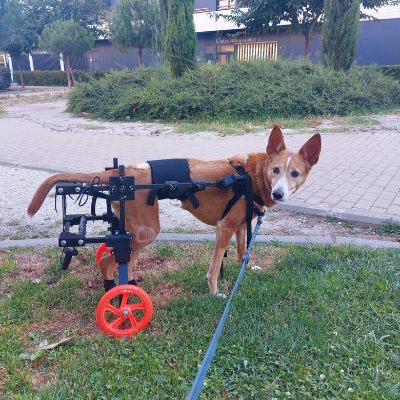 doggarage SILLA DE RUEDAS PARA PERROS, , large image number null