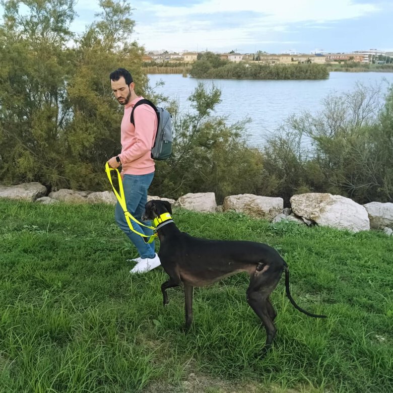 EGV - Correa multiposicion perro con doble asa de neopreno. Correa perro manos libres de 2,50 metros de longitud. (Amarillo), , large image number null