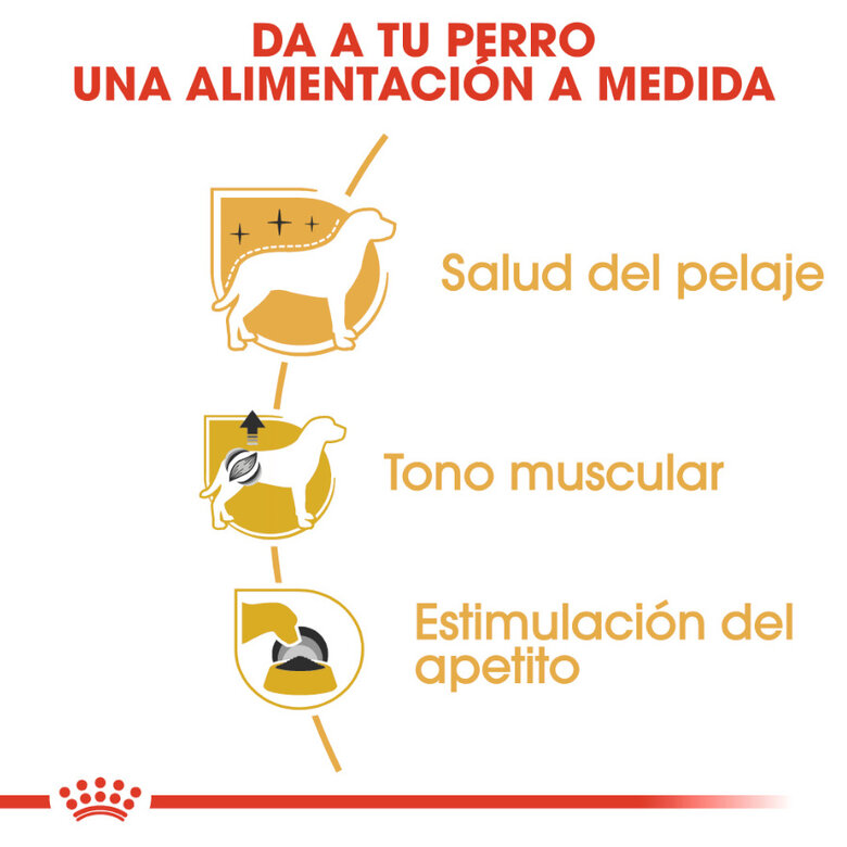 Royal Canin Adult Poodle Paté sobre para perros, , large image number null