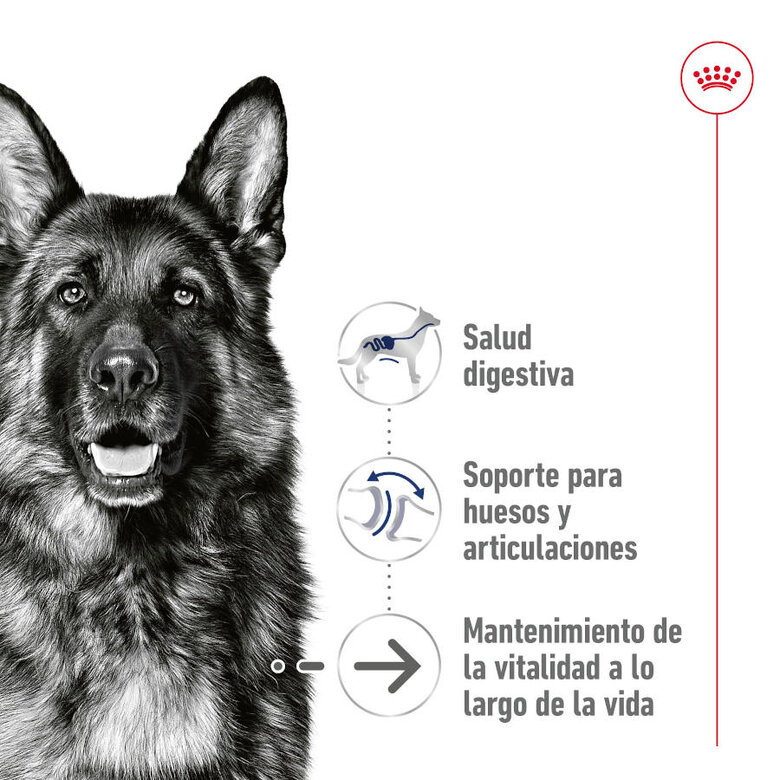 Royal Canin Maxi Ageing 5+ Paté lata para perros, , large image number null