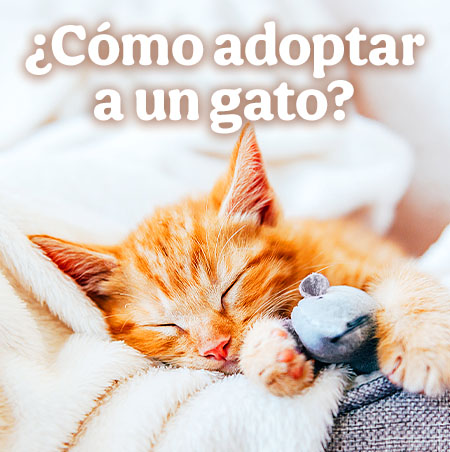 ¿Cómo adoptar a un gato?