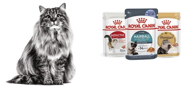 Comida húmeda Royal Canin Gato 