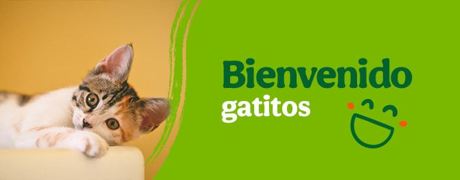 Bienvenidos gatitos