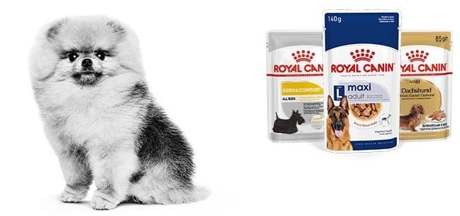 Comida húmeda Royal Canin Perro