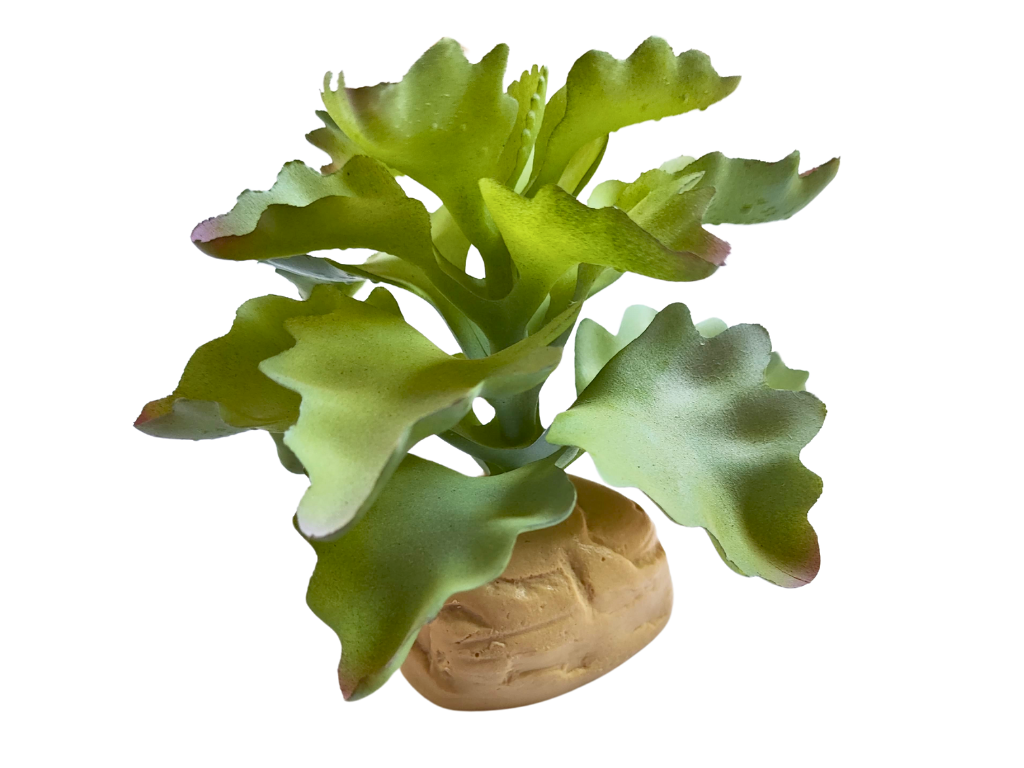 Planta Kalanchoe de decoración para terrarios